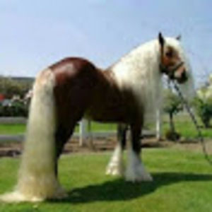 Meet your Posher, Tina